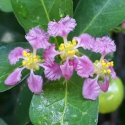 Barbados 'Acerola' Cherry -Flourish Garden Barbadoes Cherry 1