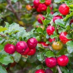 Barbados 'Acerola' Cherry -Flourish Garden Barbadoes Cherry 2 FGT