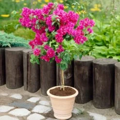Barbara Karst Bougainvillea -Flourish Garden Barbera Karst Bougainvillea 2 FGT d3e6d740 b572 4723 a5c8 00a17a4aa767