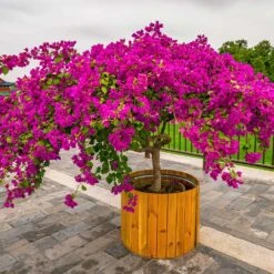 Barbara Karst Bougainvillea -Flourish Garden Barbera Karst Bougainvillea 5 f4868c53 9510 4e18 9d90 9065f6de5bb5