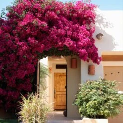 Barbara Karst Bougainvillea -Flourish Garden Barbera Karst Bougainvillea 9 f609a9e0 2c3a 435b b6e7 05bbc8e5e7c8