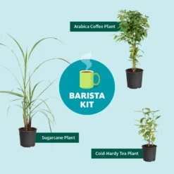 Sugar Cane -Flourish Garden Barista Kit Graphic f298d41d 128a 4dc2 a461 78b7808929c2