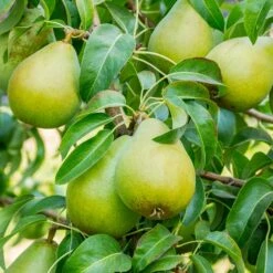 5-in-1 Pear Surprise Tree -Flourish Garden Bartlett Pear 3 BB