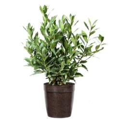 Bay Laurel -Flourish Garden Bay Laurel 3G Delilah Brown pot