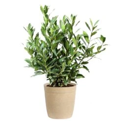 Bay Laurel -Flourish Garden Bay Laurel 3G Delilah Tan pot