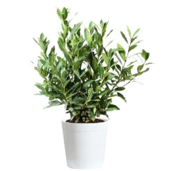 Bay Laurel -Flourish Garden Bay Laurel 3G Delilah White pot