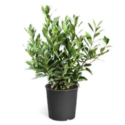 Bay Laurel -Flourish Garden Bay Laurel 3G standard pot