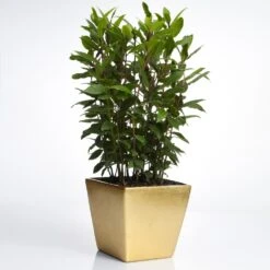 Bay Laurel -Flourish Garden Bay Laurel Shrub FGT