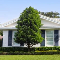 Bay Laurel - USDA Organic -Flourish Garden Bay Laurel Shrub FGT 4