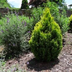 Berckman's Gold Arborvitae -Flourish Garden Berckmans Arborvitae 1 FGT