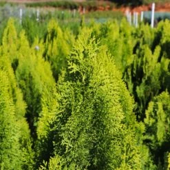 Berckman's Gold Arborvitae -Flourish Garden Berckmans Arborvitae 8