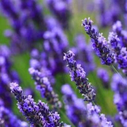 Big Time Blue Lavender -Flourish Garden Big Time Blue Lavender 450 D2