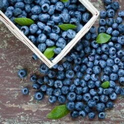 Biloxi Blueberry Bush -Flourish Garden Biloxi Blueberry 1