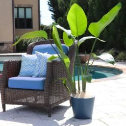 Bird Of Paradise - Orange 10 Bird Of Paradise - Orange -Flourish Garden Bird of Paradise 5 FGT