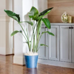 Bird Of Paradise - Orange 11 Bird Of Paradise - Orange -Flourish Garden Bird of Paradise 9