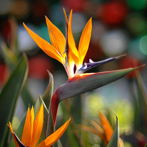 Bird Of Paradise - Orange 1 Bird Of Paradise - Orange