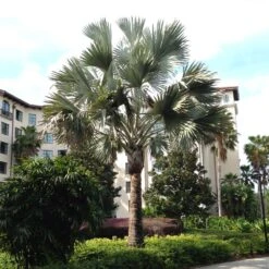 Bismarck Palm Tree 7 Bismarck Palm Tree -Flourish Garden Bismark palm 2 FGT