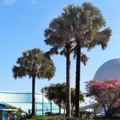 Bismarck Palm Tree 9 Bismarck Palm Tree -Flourish Garden Bismark palm 7