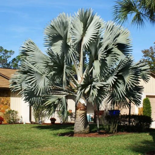 Bismarck Palm Tree 6 Bismarck Palm Tree -Flourish Garden Bismark palm FGT 600x600 2d1cc99b 1a97 4041 8ad8 73caa5bbc535
