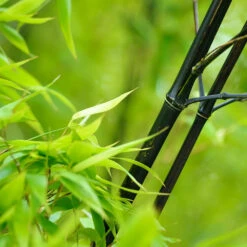 Black Bamboo -Flourish Garden Black Bamboo 1 FGT