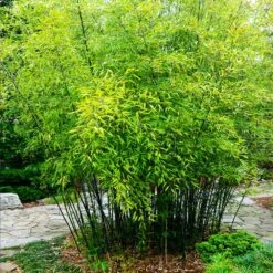 Black Bamboo -Flourish Garden Black Bamboo 3 FGT