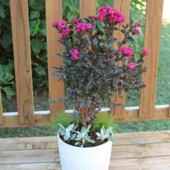 Black Diamond® Crape Myrtle - Mystic Magenta™ -Flourish Garden Black Diamon Magestic magenta Crape Myrtle 1