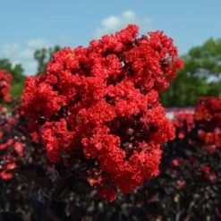 Black Diamond® Crape Myrtle - Best Red™ -Flourish Garden Black Diamond Crape Myrtle 3 FGT