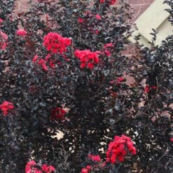 Black Diamond® Crape Myrtle - Best Red™ -Flourish Garden Black Diamond Crape Myrtle 6 FGT