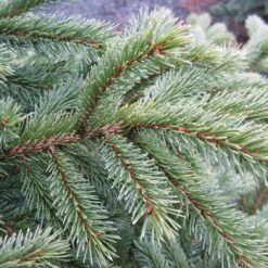 Black Hills Spruce Tree -Flourish Garden Black Hills Spruce 6 FGT