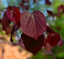 Black Pearl™ Redbud Tree 6 Black Pearl™ Redbud Tree -Flourish Garden Black Pearl Redbud Tree 450 D1
