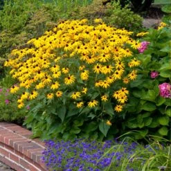 Goldsturm Black-Eyed Susan -Flourish Garden Black eyed susan 5 FGT