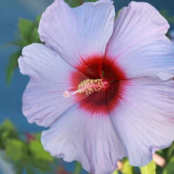 Summer Spice® Hardy Hibiscus Bleu Brulee™ -Flourish Garden Bleu Brulee Hibiscus 1