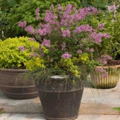 Bloomerang® Lilac Shrub -Flourish Garden Bloomerang Lilac Shrub 1