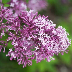 Bloomerang® Lilac Shrub -Flourish Garden Bloomerang Lilac Shrub 5 FGT