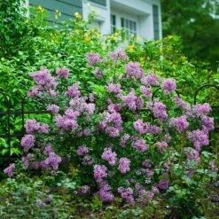 BloomerangĀ® Lilac Shrub