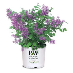 Bloomerang® Lilac Shrub -Flourish Garden Bloomerang Lilac Shrub 7 3G