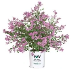 Bloomerang® Lilac Shrub -Flourish Garden Bloomerang Lilac Shrub 8 5G