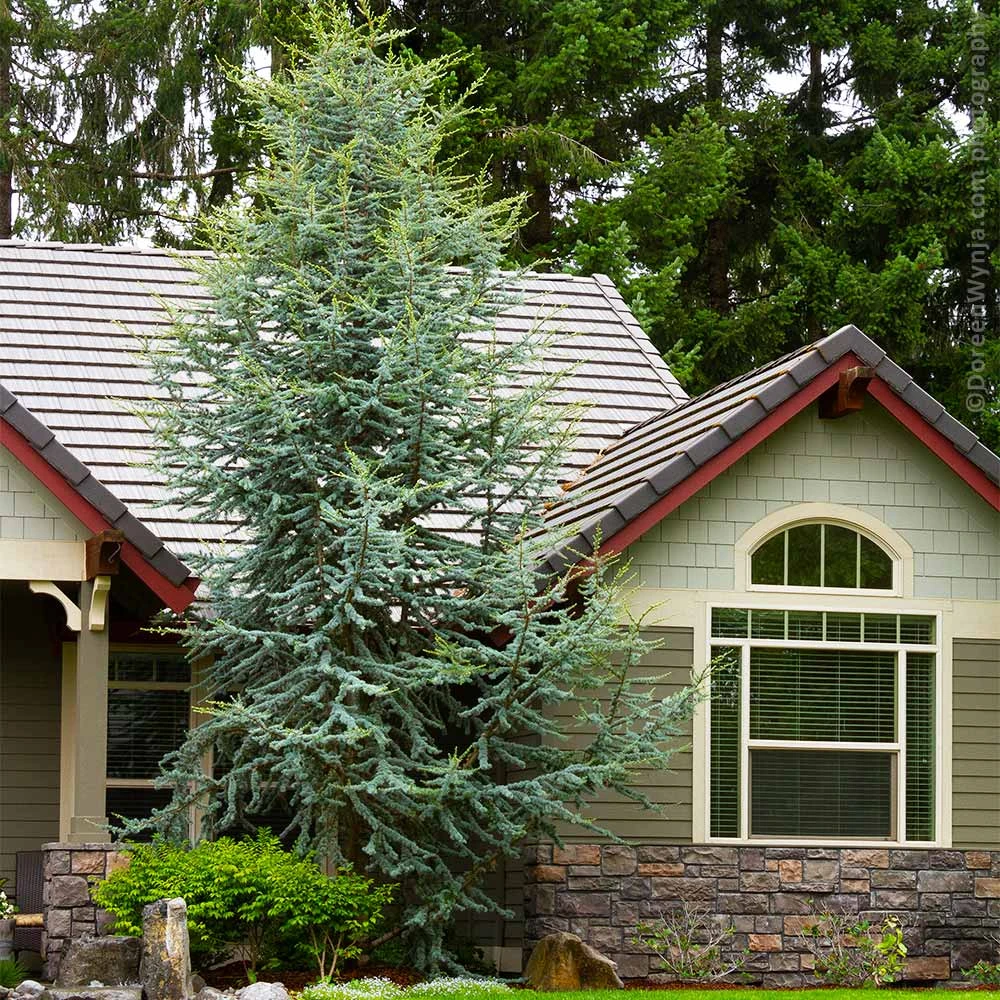 Blue Atlas Cedar Tree 2 Blue Atlas Cedar Tree - Image 2