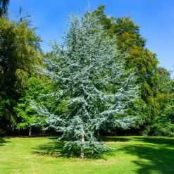 Blue Atlas Cedar Tree 5 Blue Atlas Cedar Tree -Flourish Garden Blue Atlas Cedar 2
