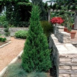 Blue Point Juniper 6 Blue Point Juniper -Flourish Garden Blue Point Juniper 2