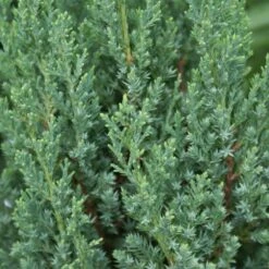 Blue Point Juniper 7 Blue Point Juniper -Flourish Garden Blue Point Juniper 3