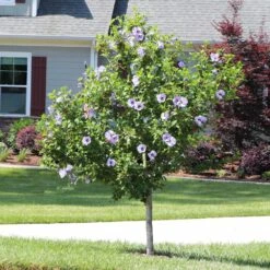 Azurri Blue Satin® Rose Of Sharon Althea Tree 8 Azurri Blue Satin® Rose Of Sharon Althea Tree -Flourish Garden Blue Satin Rose Of Sharon Tree 3 44946843 a3ea 4054 b02e a6db3052ceb9
