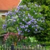 Azurri Blue Satin® Rose Of Sharon Althea Tree