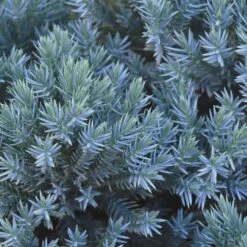 Blue Star Juniper Shrub -Flourish Garden Blue Star Juniper 2