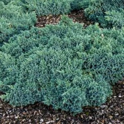 Blue Star Juniper Shrub -Flourish Garden Blue Star Juniper 4
