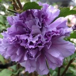 Blueberry Smoothie™ Rose Of Sharon Althea Tree -Flourish Garden Blueberry Smoothie Althea 1