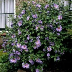Bluebird Rose Of Sharon Hibiscus Shrub 5 Bluebird Rose Of Sharon Hibiscus Shrub -Flourish Garden Bluebird Hibiscus 2