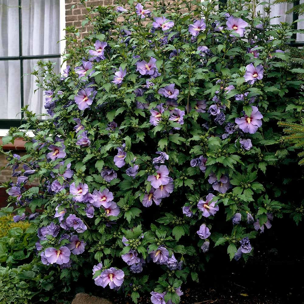 Bluebird Rose Of Sharon Hibiscus Shrub 3 Bluebird Rose Of Sharon Hibiscus Shrub - Image 3