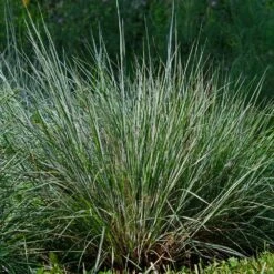 Blues Little Bluestem Grass -Flourish Garden Bluestem Grass The Blues 4