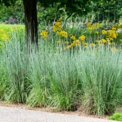 Blues Little Bluestem Grass -Flourish Garden Bluestem Grass The Blues 5 FGT